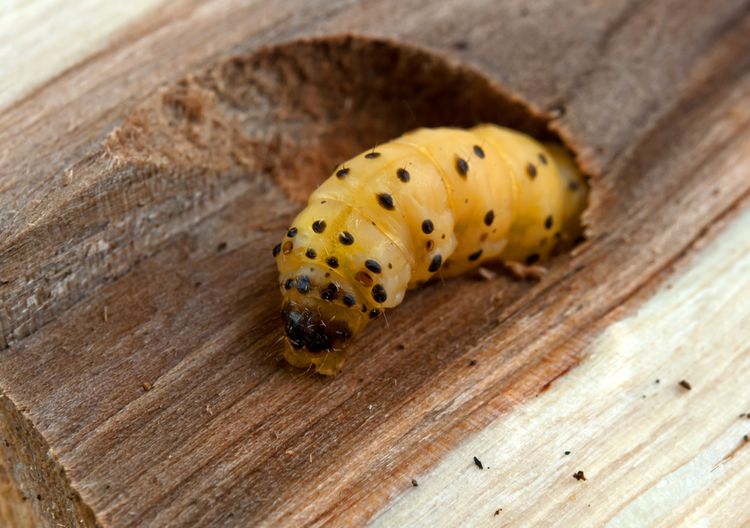 Cervotoc Larva