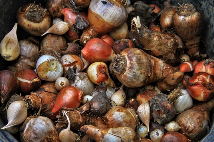 Jesenná výsadba cibuľovín kvetov (tulipány, narcisy, hyacinty, krokusy)