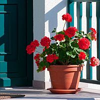 Ako zazimovať muškáty? Držte sa overených rád a tipov