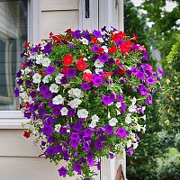 Petúnie. Jednoročky, ktoré skrášlia každý balkón.