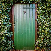 Brečtan popínavý – pestovanie, rozmnožovanie, starostlivosť