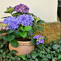 Ako pestovať hortenziu a kedy bude kvitnúť na modro?