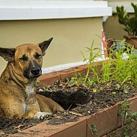 Ako odnaučiť hrabať psa a značkovať v záhrade