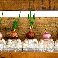 Hydropónia: Aké výhody má toto pestovanie? Aké pomôcky treba?