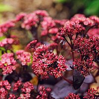 Rozchodník ako nenáročná ozdoba vašej záhrady