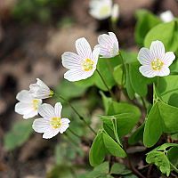 Kyslička – pestovanie rastliny, ktorá má liečivé účinky