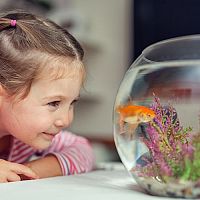 Prvé vlastné akvárium – ako vybrať? Aké doplnky a čo kúpiť