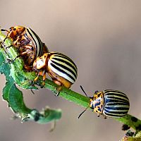 Ako sa zbaviť pásavky zemiakovej