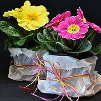 Ako správne pestovať prvosienky vonku aj v byte