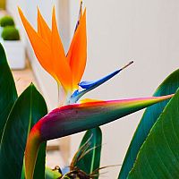 Strelícia v črepníku? Pestovanie aj rozmnožovanie je jednoduché