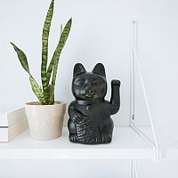 Ako sa starať o izbové rastliny v zime – starostlivosť, polievanie, teplota a svetlo