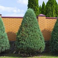 Tuje – ako sadiť, kedy a ako strihať, kedy hnojiť, choroby, presádzanie. Ako sa starať o tuje?