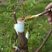 Štepenie ovocných stromov – očkovanie, vrúbľovanie, plátkovanie