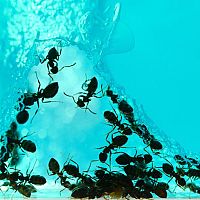 Mravčia farma ako originálna vzdelávacia dekorácia do bytu