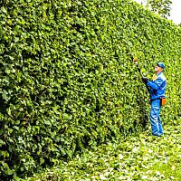 Najlepšie AKU nožnice na živý plot. Pozrite si recenzie a test