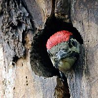 Ako sa zbaviť ďatľa, ktorý zobe diery do fasády domu