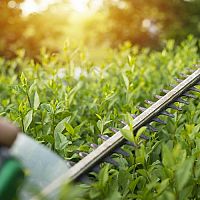 Najlepšie elektrické nožnice na živý plot. Návod, ako vybrať + recenzie a test