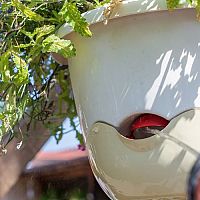 Samozavlažovacie kvetináče aj na balkón na bylinky. Závesné sú IN