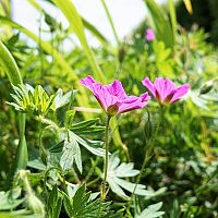 Ako sa zbaviť buriny v záhrade, v trávniku, na skalke či v škárach dlažby?