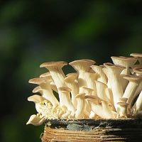 Ako pestovať hlivu ustricovú