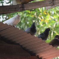 Ako sa zbaviť holubov na streche a na balkóne? Sieťky aj hroty proti vtákom