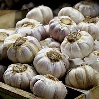 Sadenie cesnaku aj na jeseň z pacibuliek podľa lunárneho kalendára