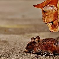 Plašiče myší a odpudzovače hlodavcov – fungujú? Skúste aj lep či otravu na myši