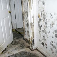 Ako sa zbaviť plesne na stenách? Pomôže ocot aj prípravky bez chlóru