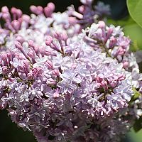 Ružový orgován obyčajný