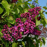 Sýtoružový orgován obyčajný