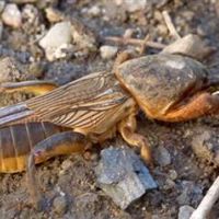 Gryllotalpa gryllotalpa