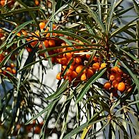 Rakytník v záhrade