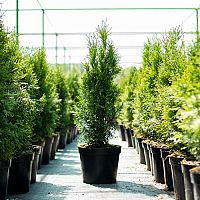 Rýchlorastúca tuja Smaragd