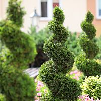 Tvarované okrasné tuje