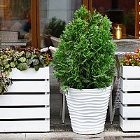 Pestovanie tuje v kvetináči