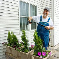 Ako často polievať tuje v črepníku?