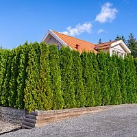 Tuje ako živý plot