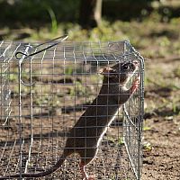 Humánna pasca na myši