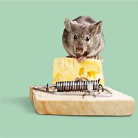 Klasická drevená pasca na myš s návnadou