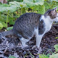 Mačacie výkaly a trus v záhrade