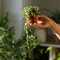 Starček ťahavý pestovanie