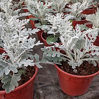 Rastlina Starček strieborný