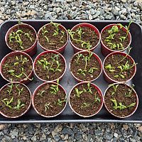 Množenie Starčeka (rastliny)