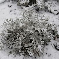 Zazimovanie Starčeka - mrazuvzdornej rastliny