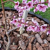 Zemolez kamčatský kvitnutie