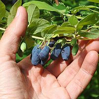 Zemolez kamčatský pestovanie v záhrade