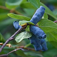 Plody Zemolezu kamčatského