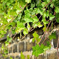 Ako sa zbaviť brečtanu? Postrek proti brečtanu funguje