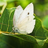 Mlynárik kapustový – aký postrek funguje na húsenice a motýle?