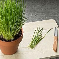 Ako pestovať pažítku? Sadenie, polievanie, uskladnenie